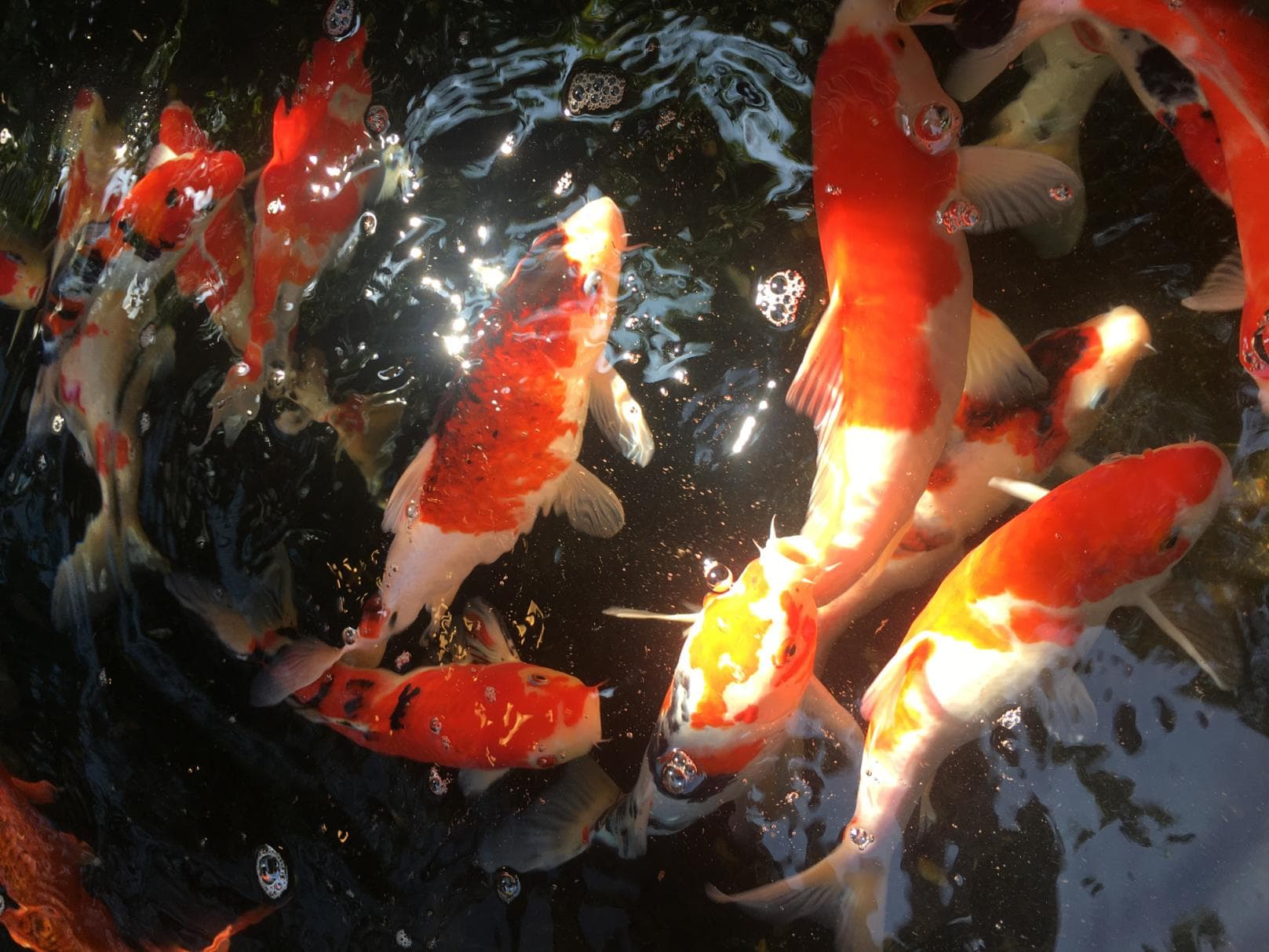 [036] 锦鲤互动